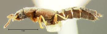 Media type: image; Entomology 6563   Aspect: habitus lateral view